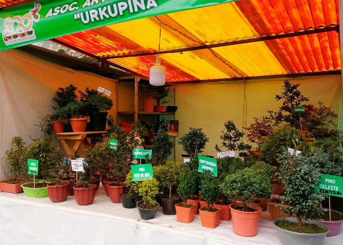 Alasitas-Sector plantas - La Paz Bolivia